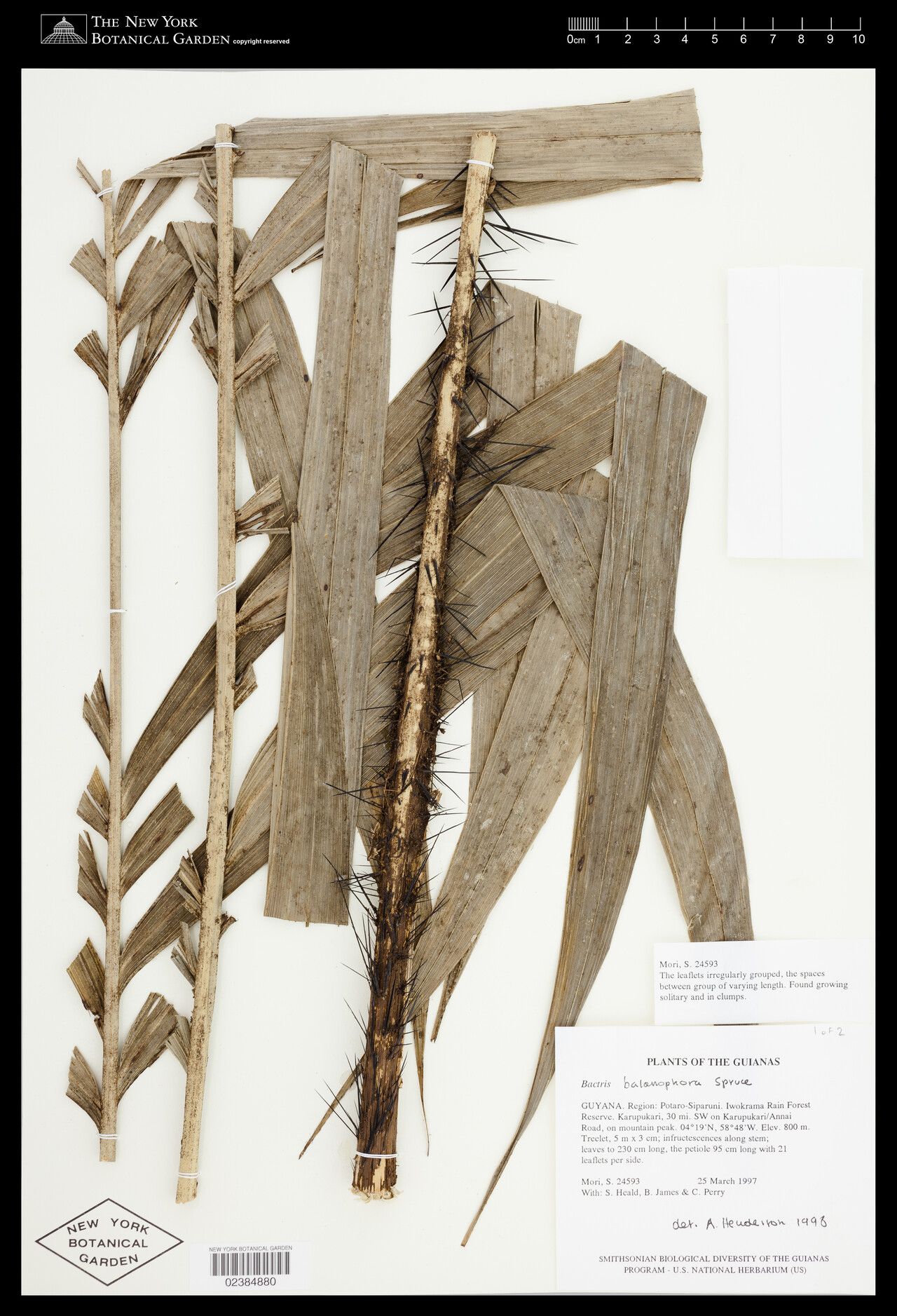 Bactris balanophora bark