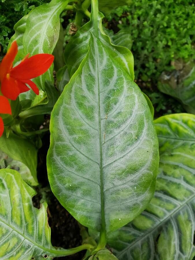Aphelandra aurantiaca leaf