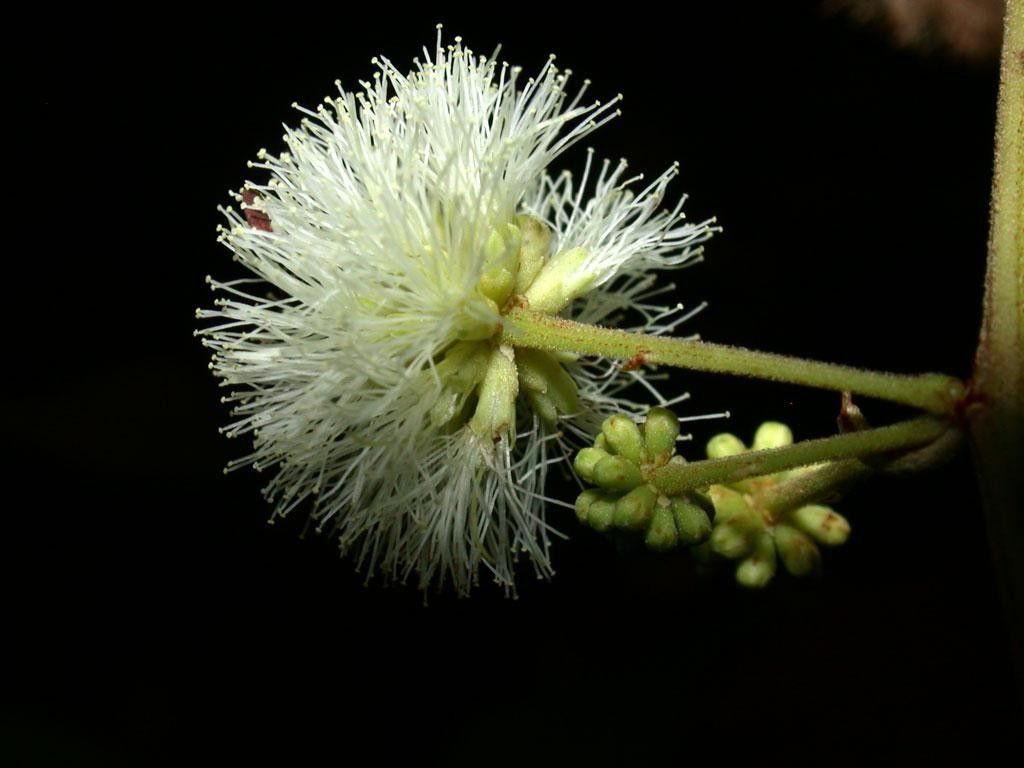 Senegalia multipinnata flower