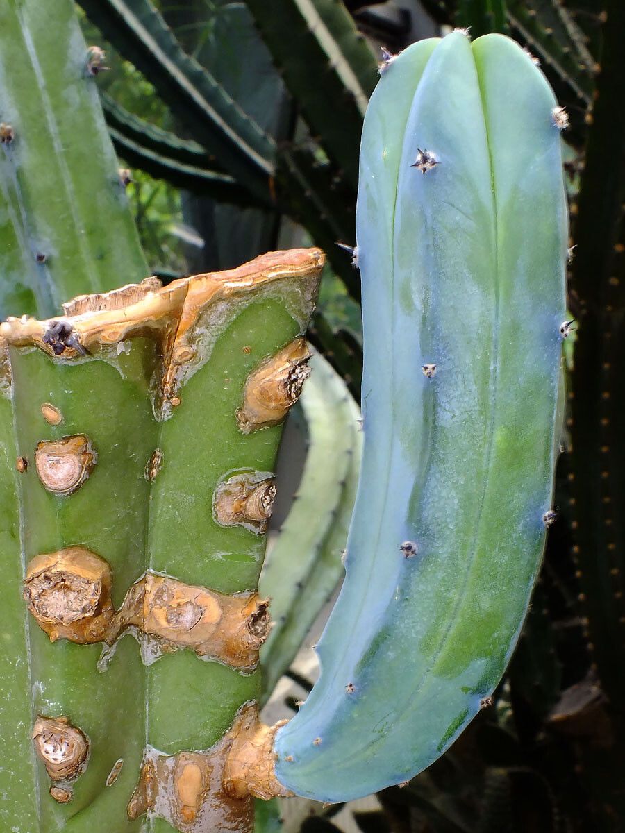 Myrtillocactus geometrizans — cacti and succulents houseplant