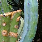 Myrtillocactus geometrizans