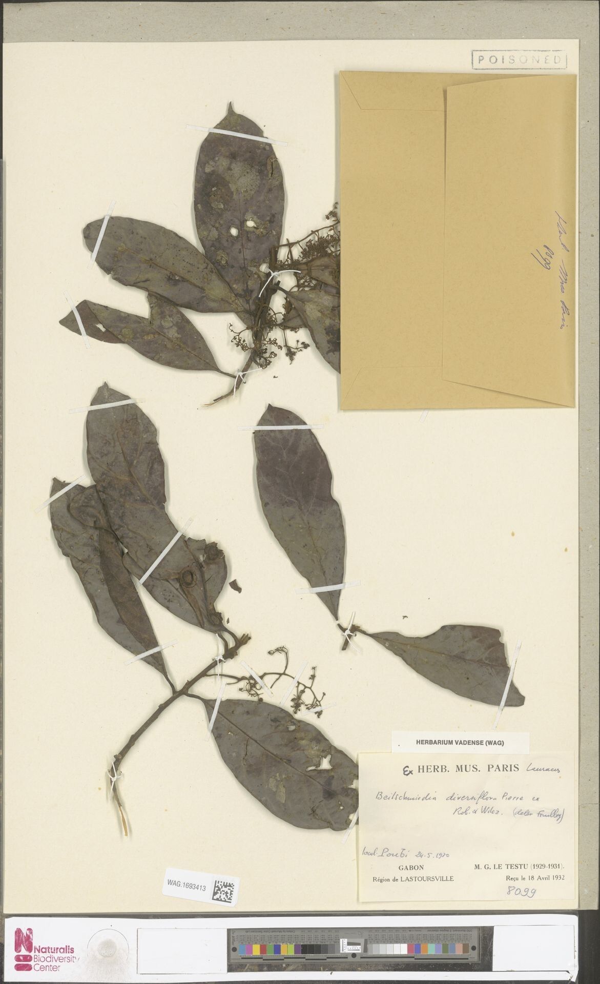 Beilschmiedia diversiflora — houseplant care guide