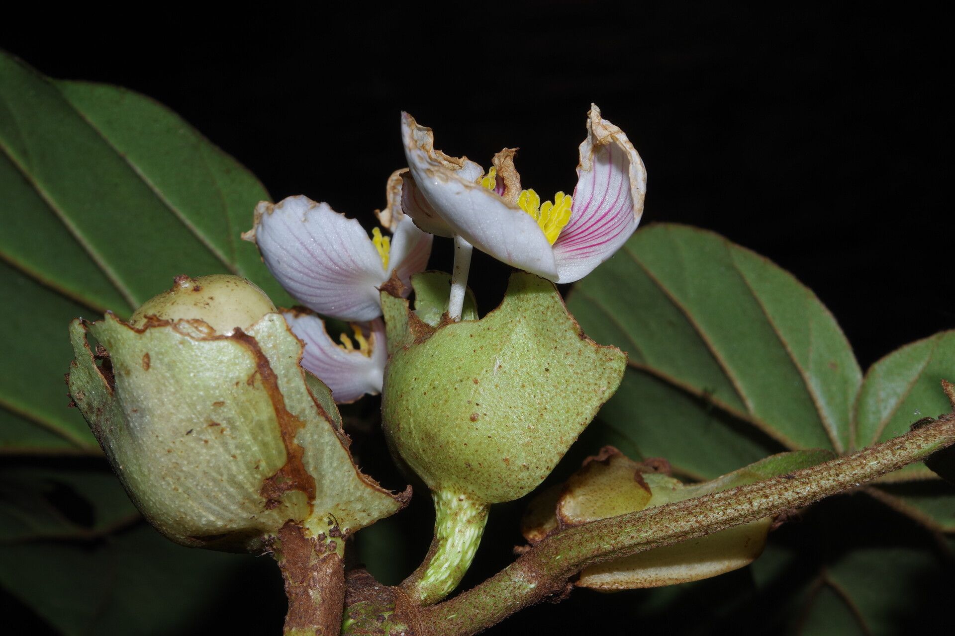 Begonia poculifera flower