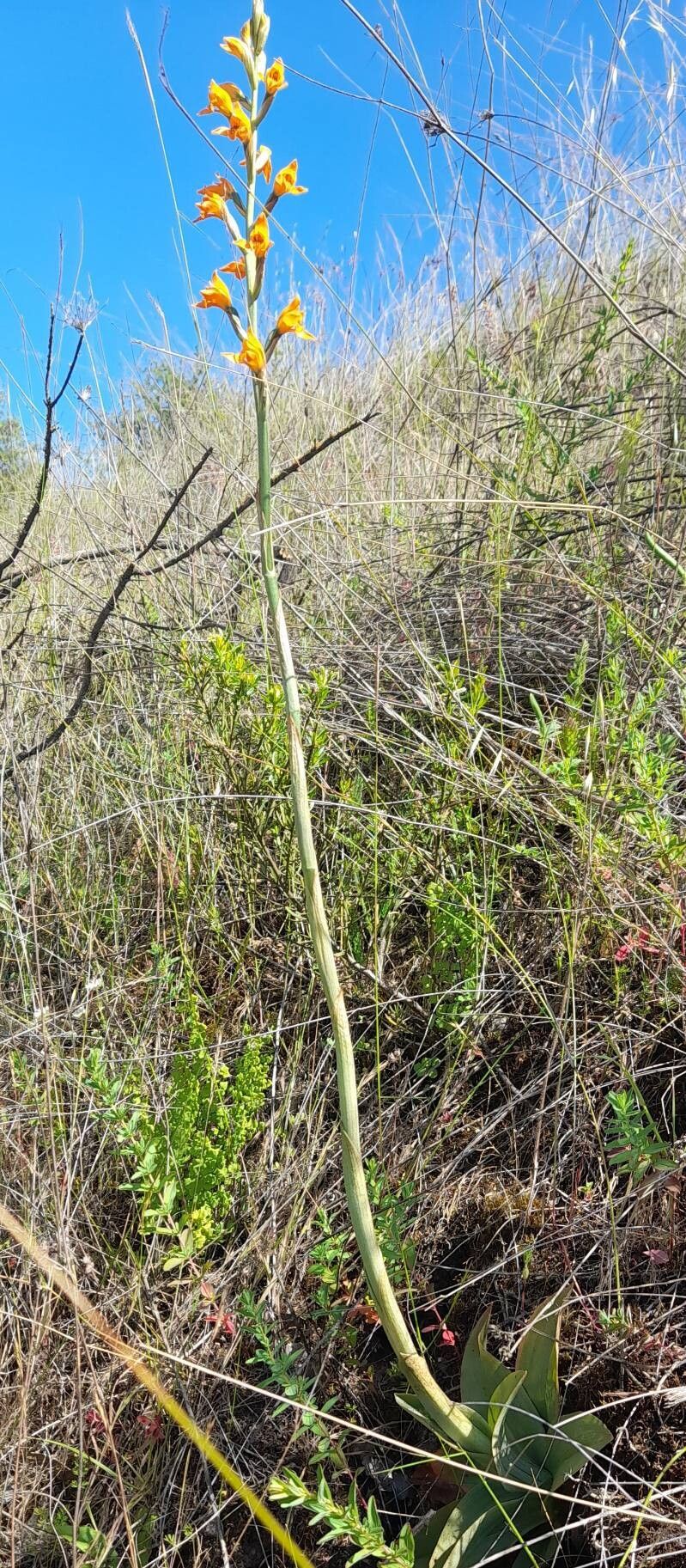 Chloraea chrysantha habit