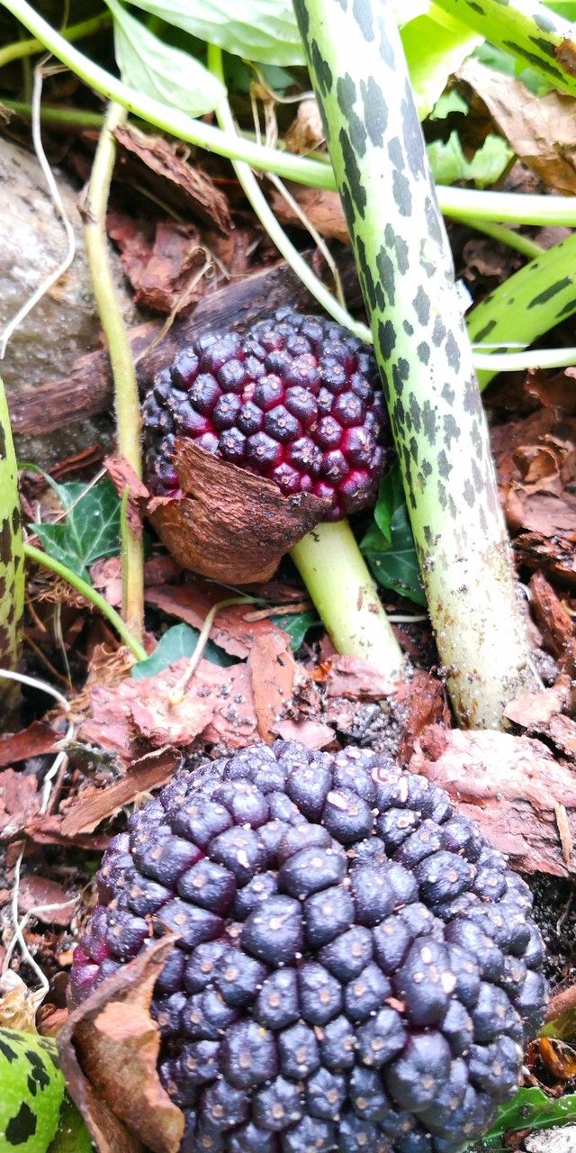 Sauromatum venosum fruit