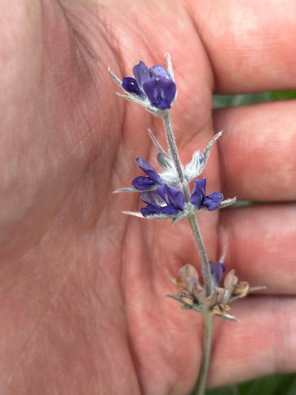 Pediomelum argophyllum flower