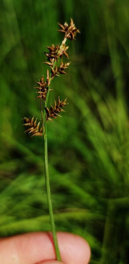Carex elongata flower