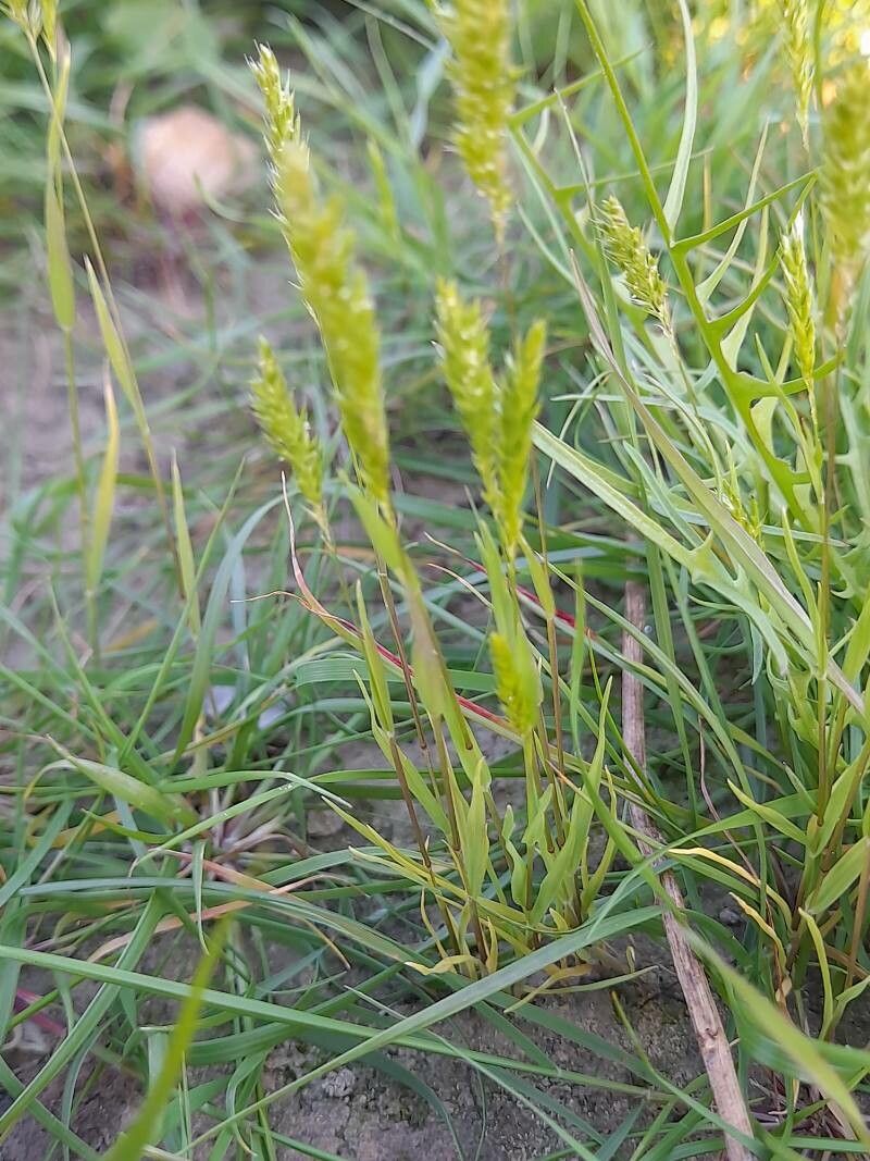 Rostraria smyrnacea habit