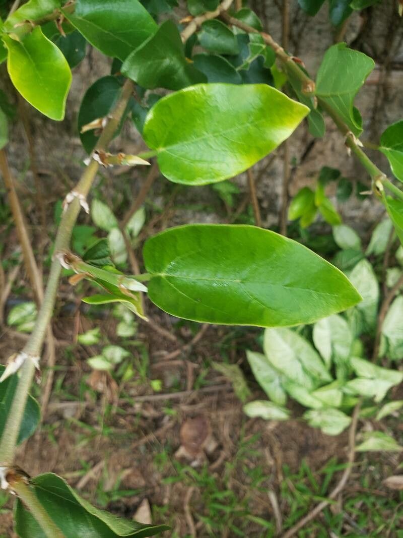 Premna trichostoma — houseplant care guide