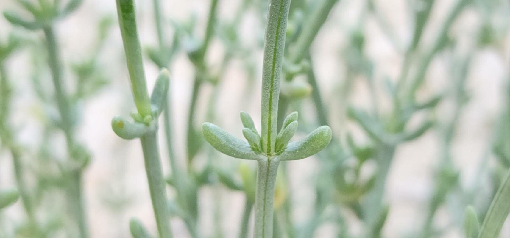 Salsola setifera leaf