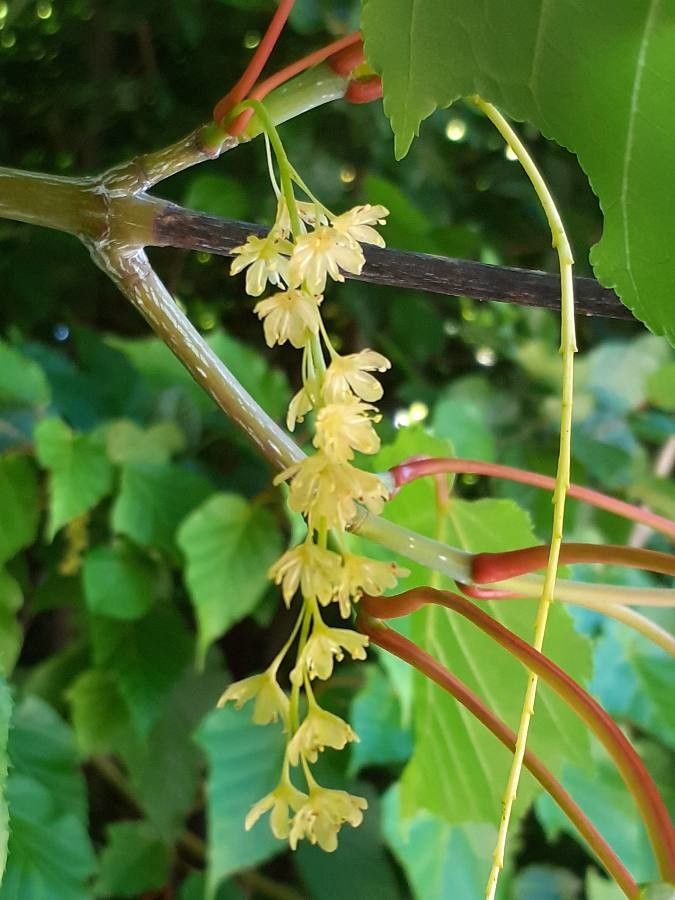 Acer davidii flower