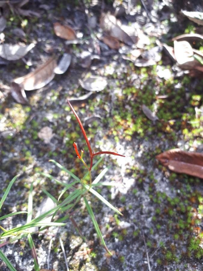 Mandevilla tenuifolia fruit