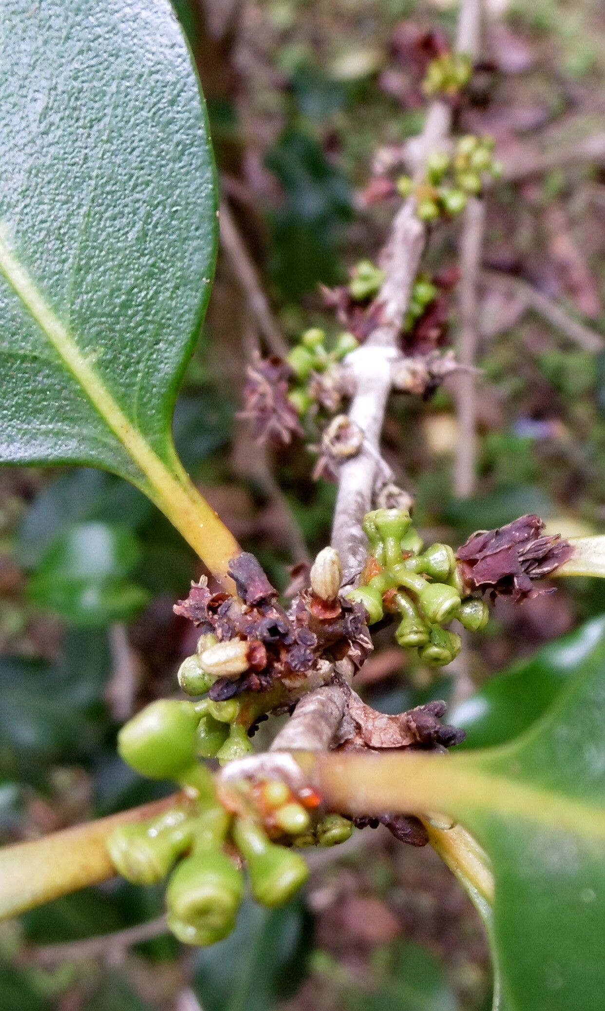 Coffea perrieri fruit