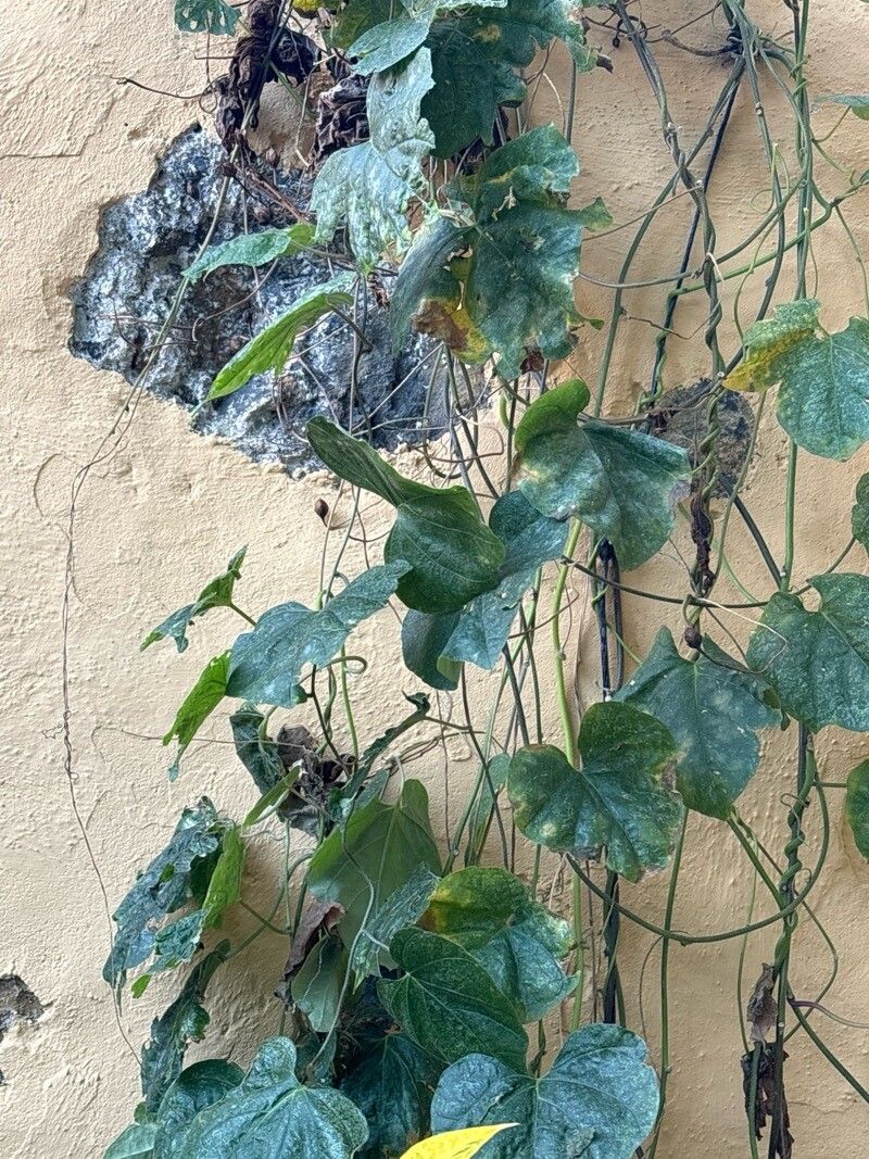 Ipomoea bonariensis — houseplant care guide