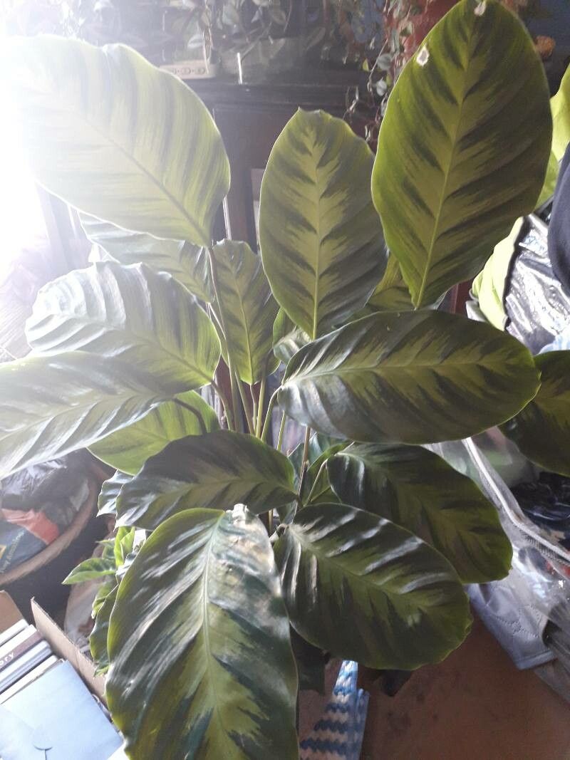 Goeppertia louisae — search result for 'Calathea'