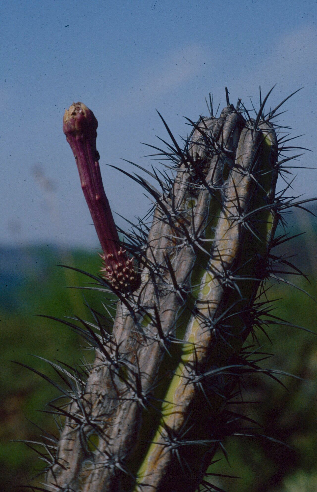Stenocereus gummosus flower