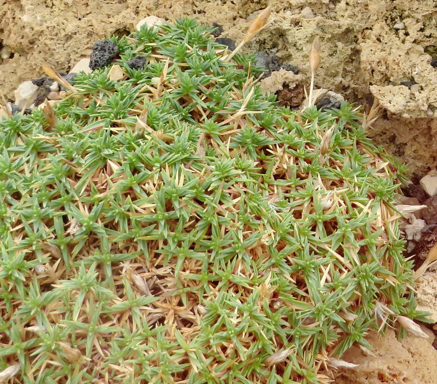 Dianthus arpadianus — houseplant care guide