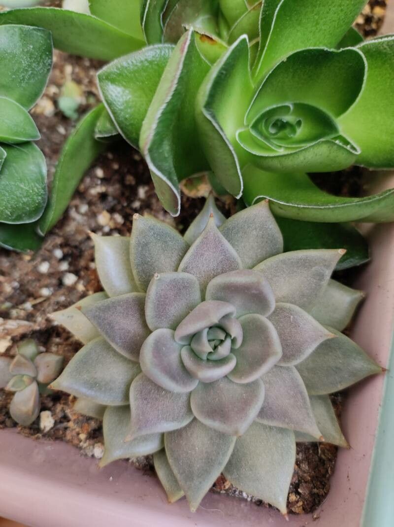 Echeveria tobarensis — search result for 'Echeveria'