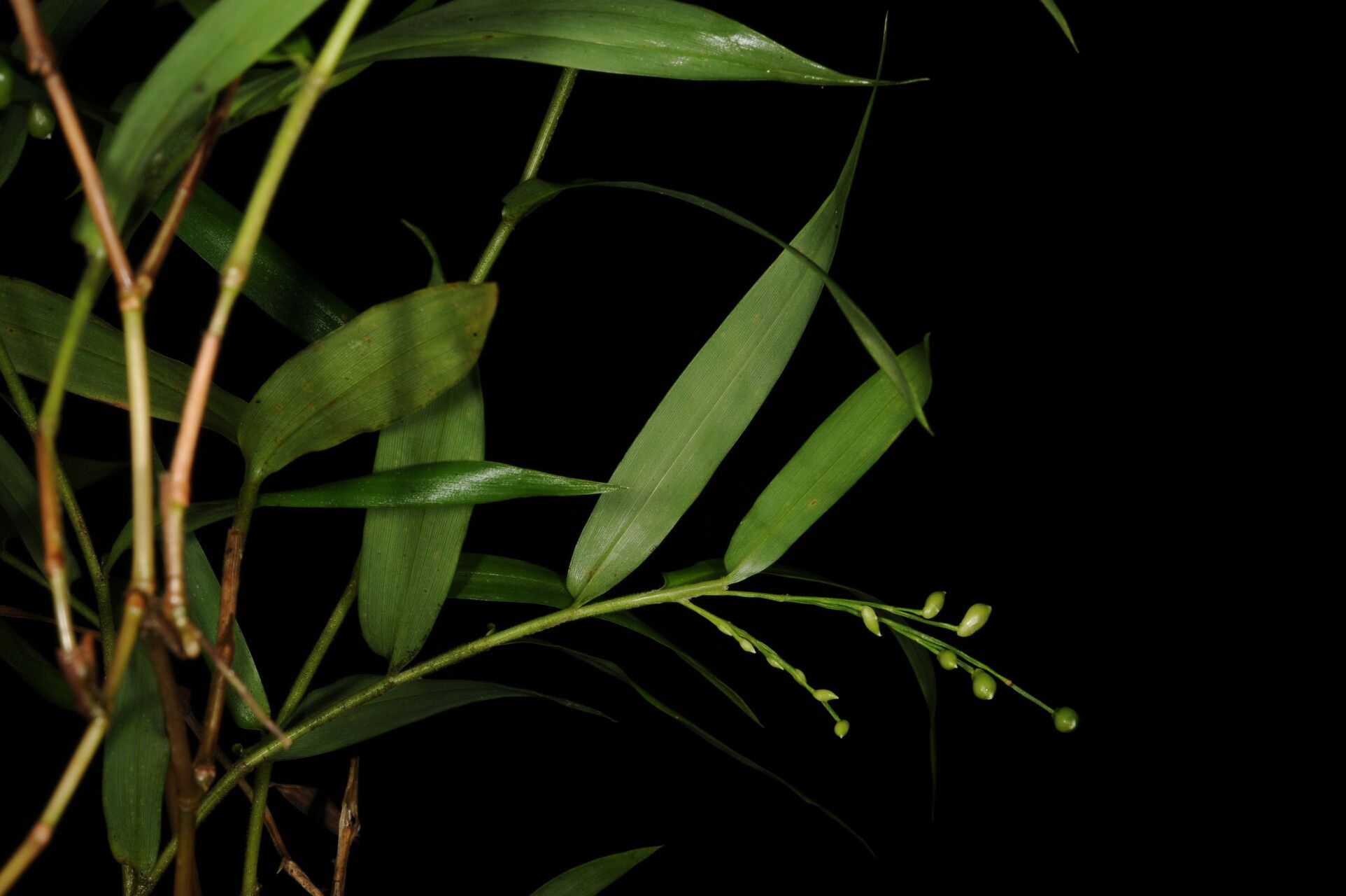 Lasiacis rugelii fruit