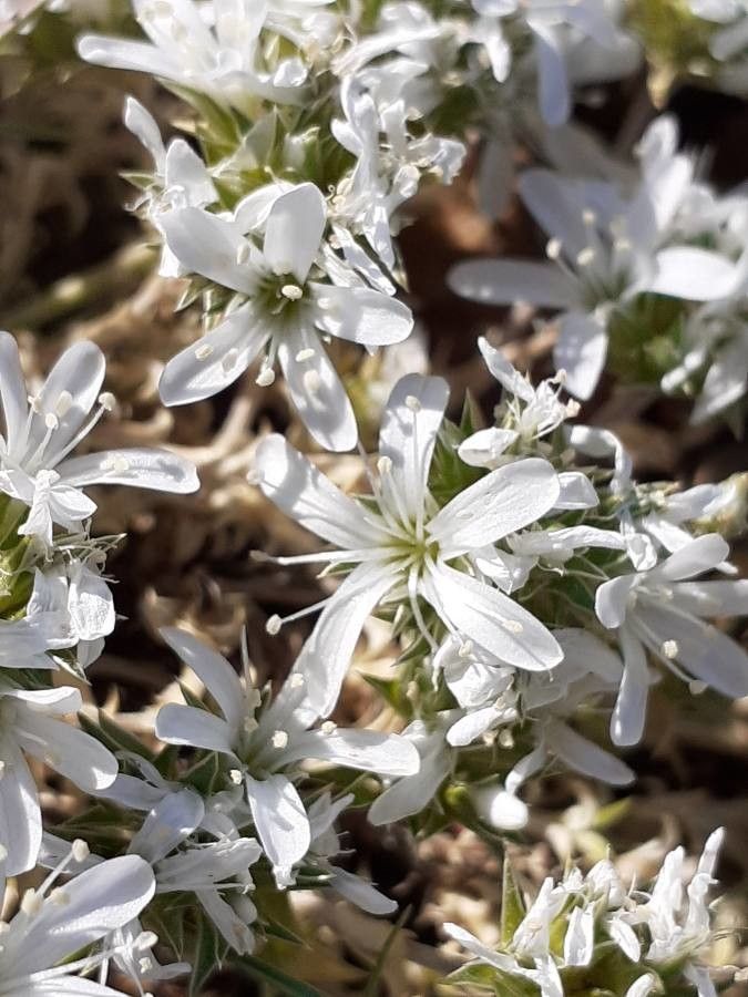 Arenaria querioides flower