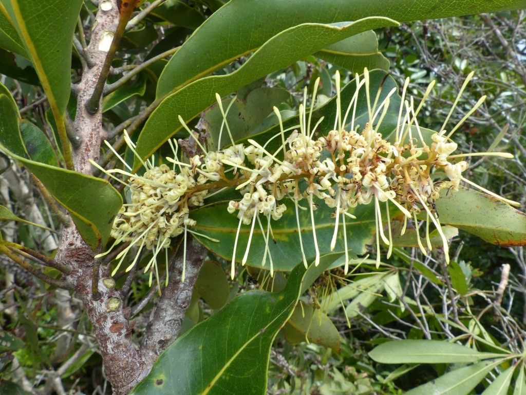 Virotia vieillardii — houseplant care guide