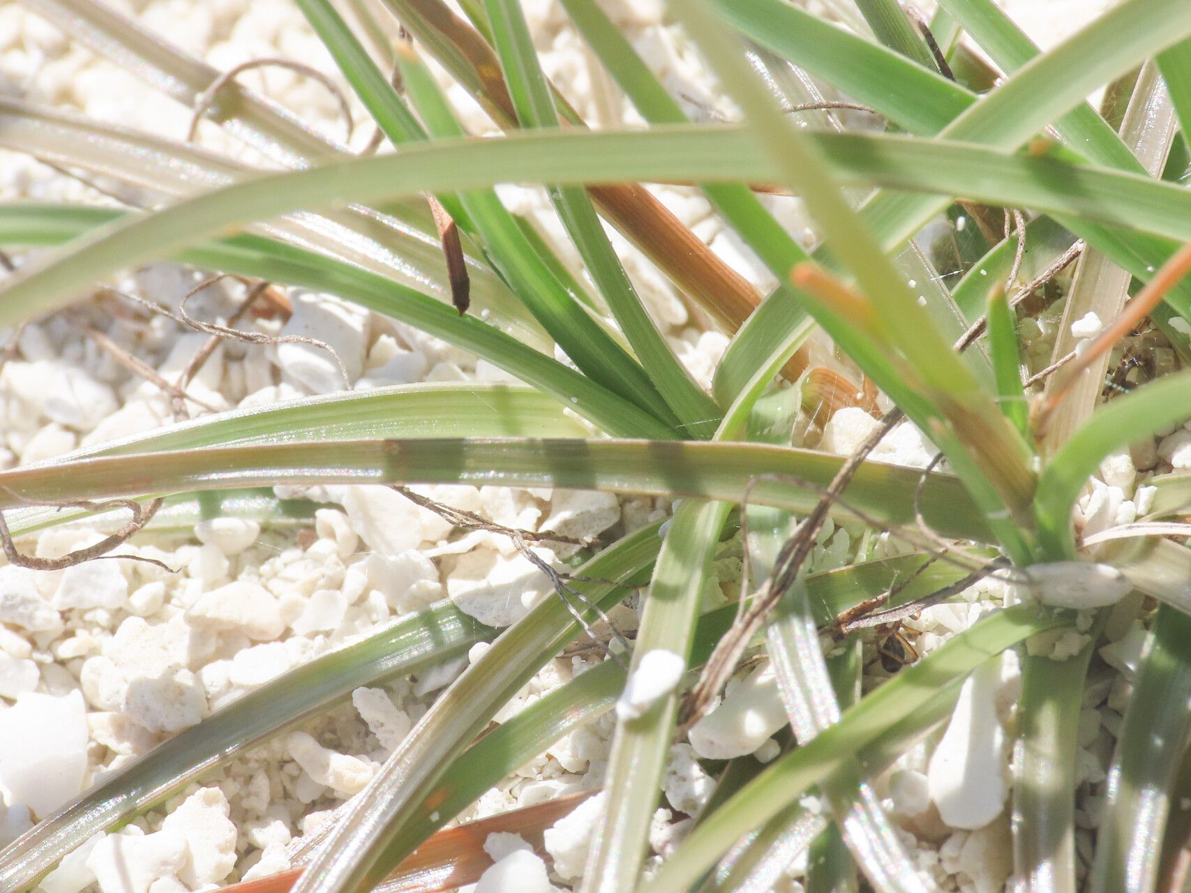 Fimbristylis cymosa — houseplant care guide