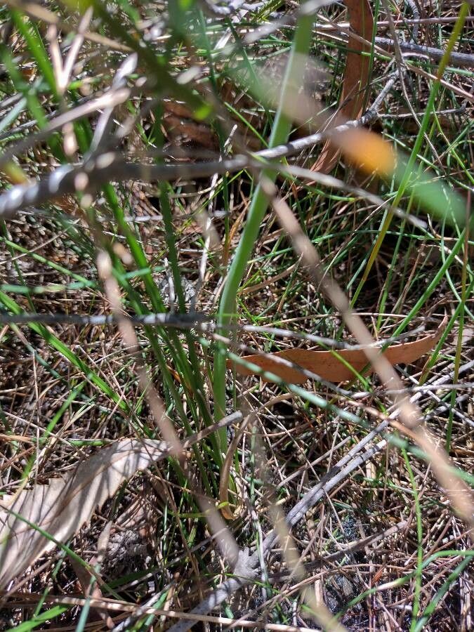 Blandfordia nobilis habit