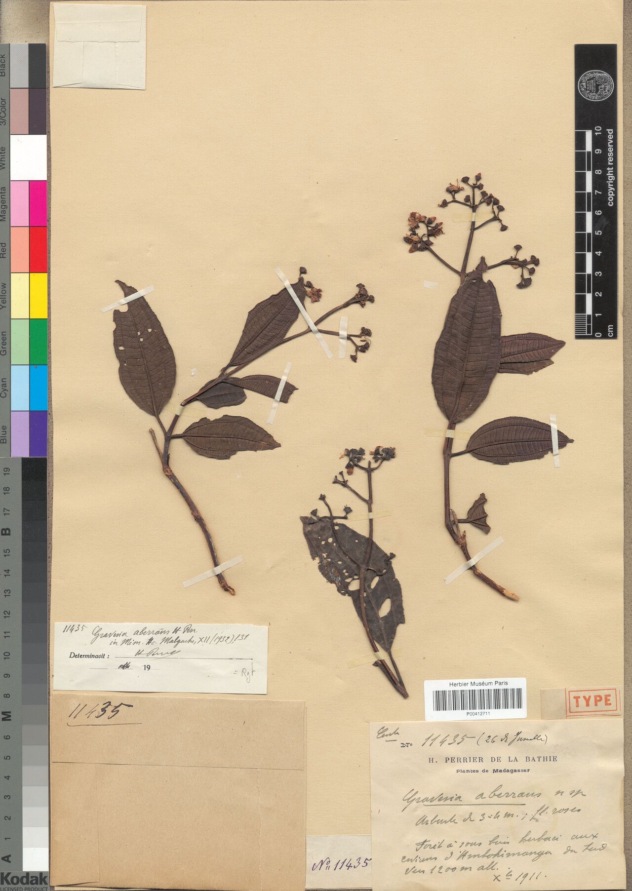 Gravesia aberrans — related species from the same genus