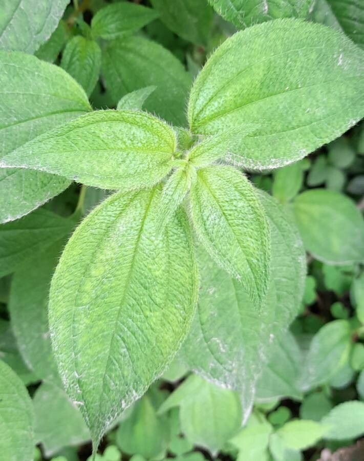Tibouchina paratropica — search result for 'Tibouchina'