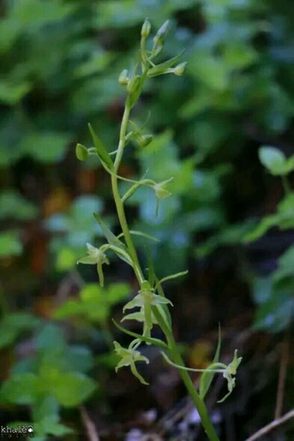 Platanthera holmboei — search result for 'Israel'