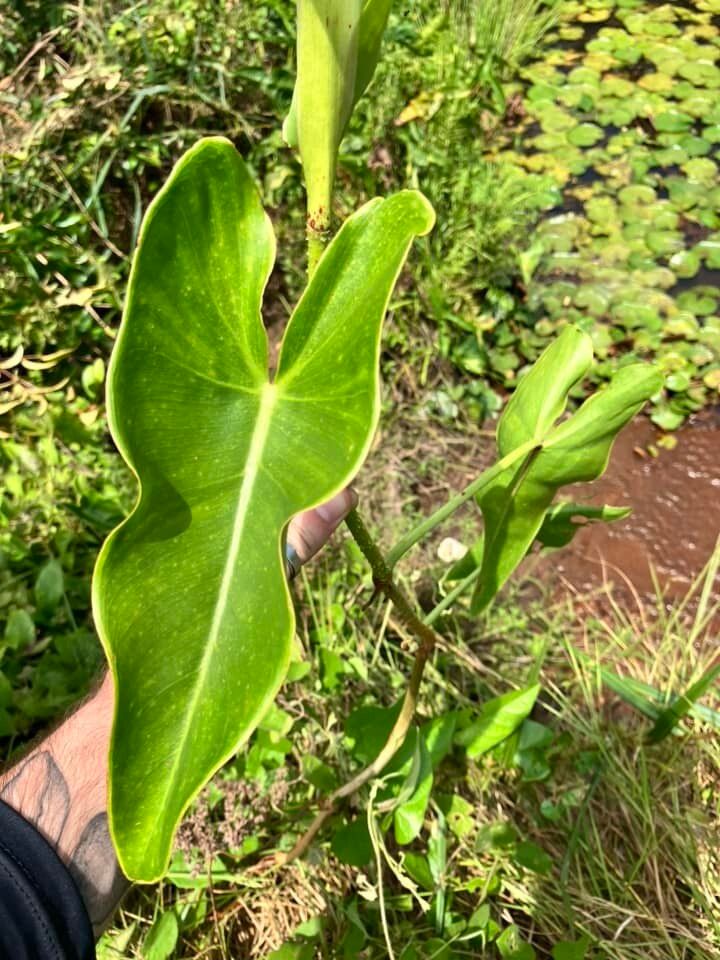 Philodendron muricatum leaf