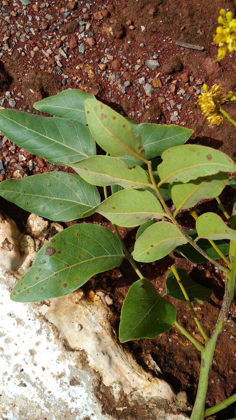 Tachigali aurea — related species from the same genus