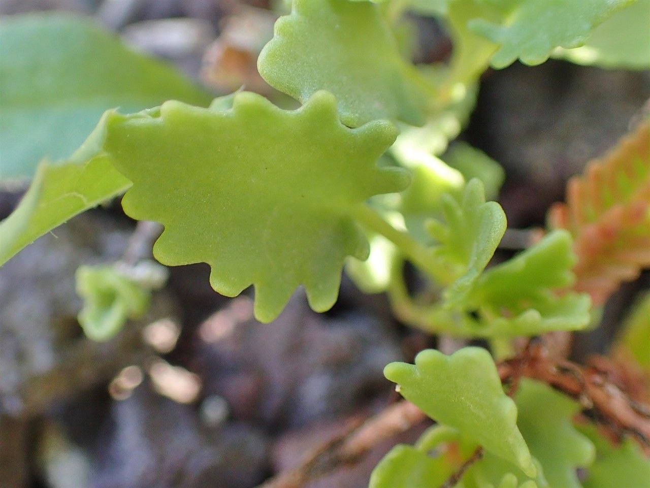 Hylotelephium populifolium — houseplant care guide