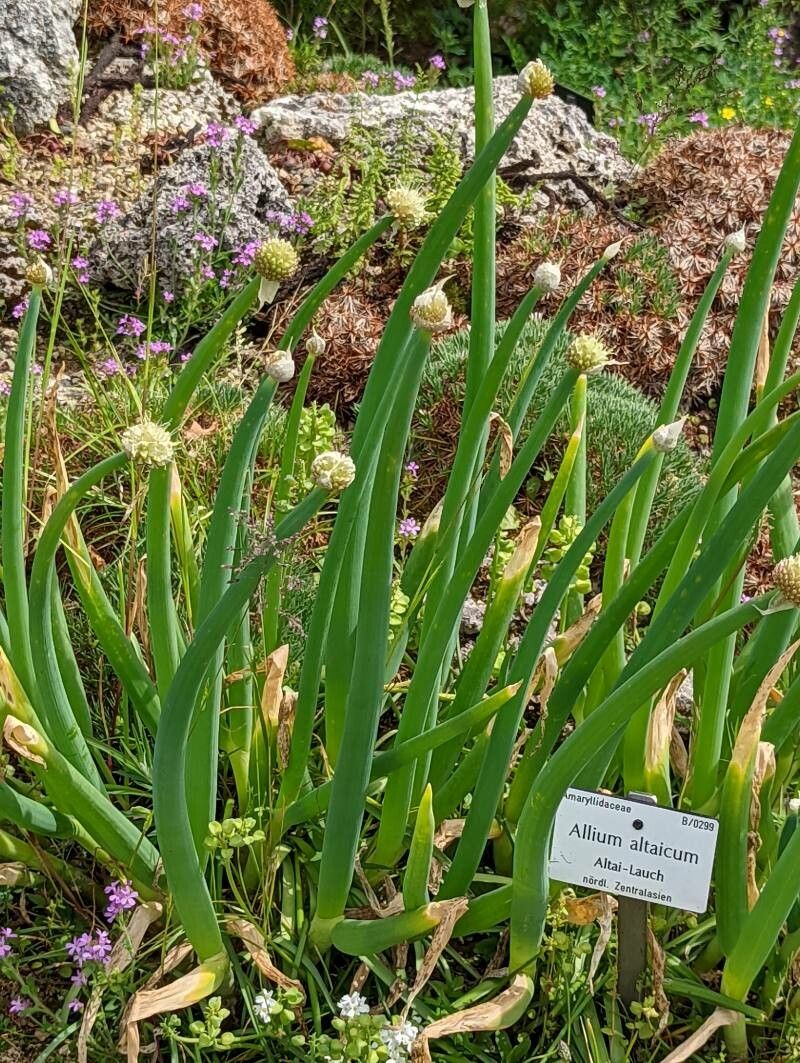 Allium altaicum — search result for 'Allium'