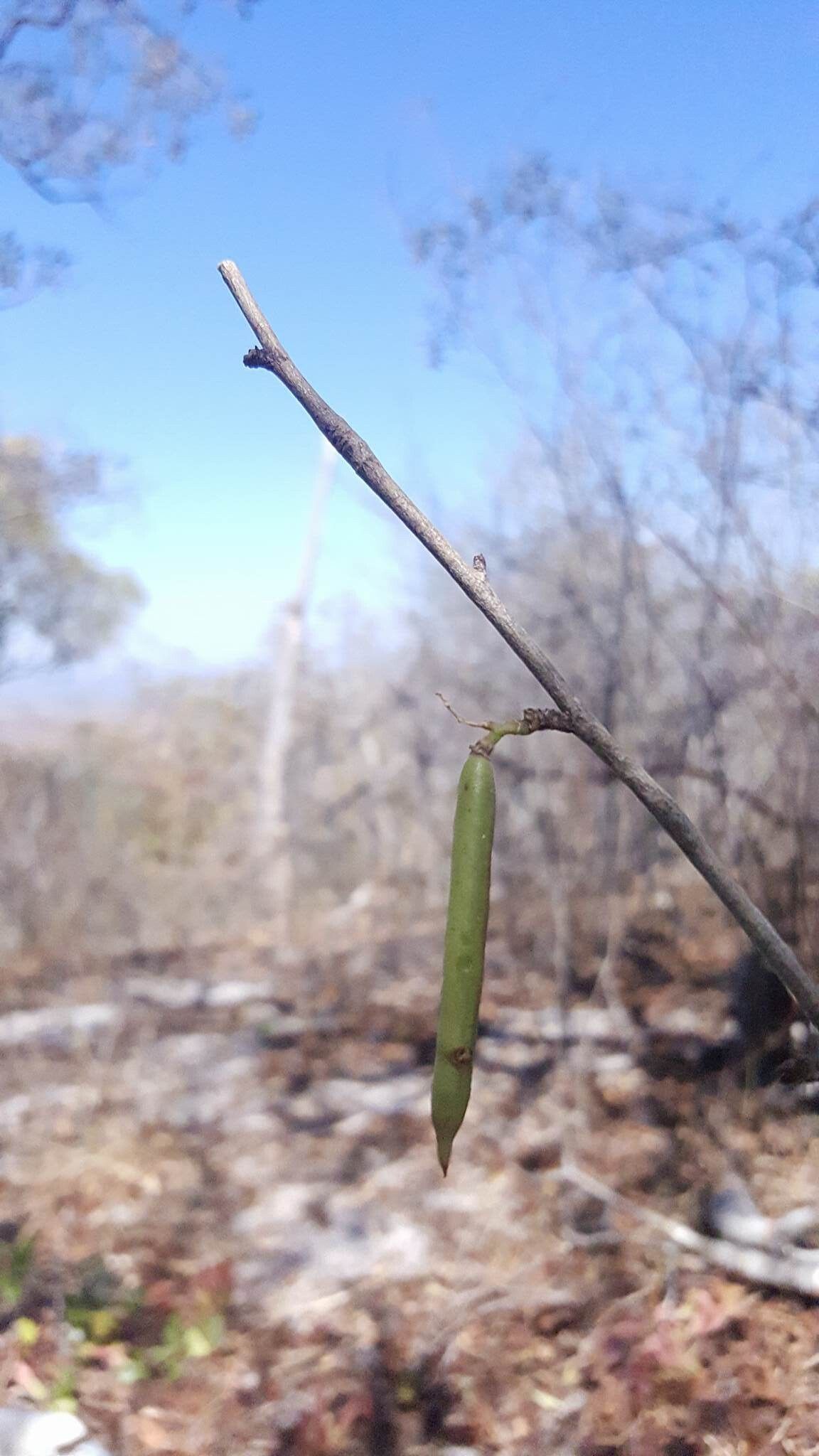 Indigofera dionaeifolia fruit