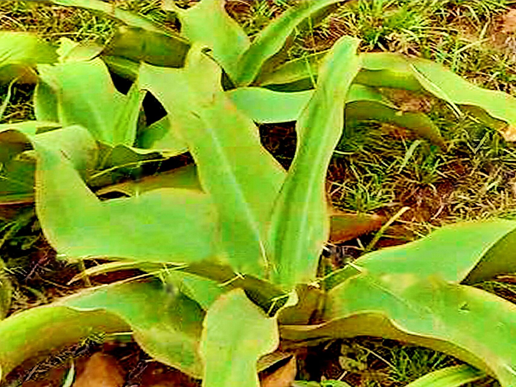 Crinum stuhlmannii — search result for 'Crinum'