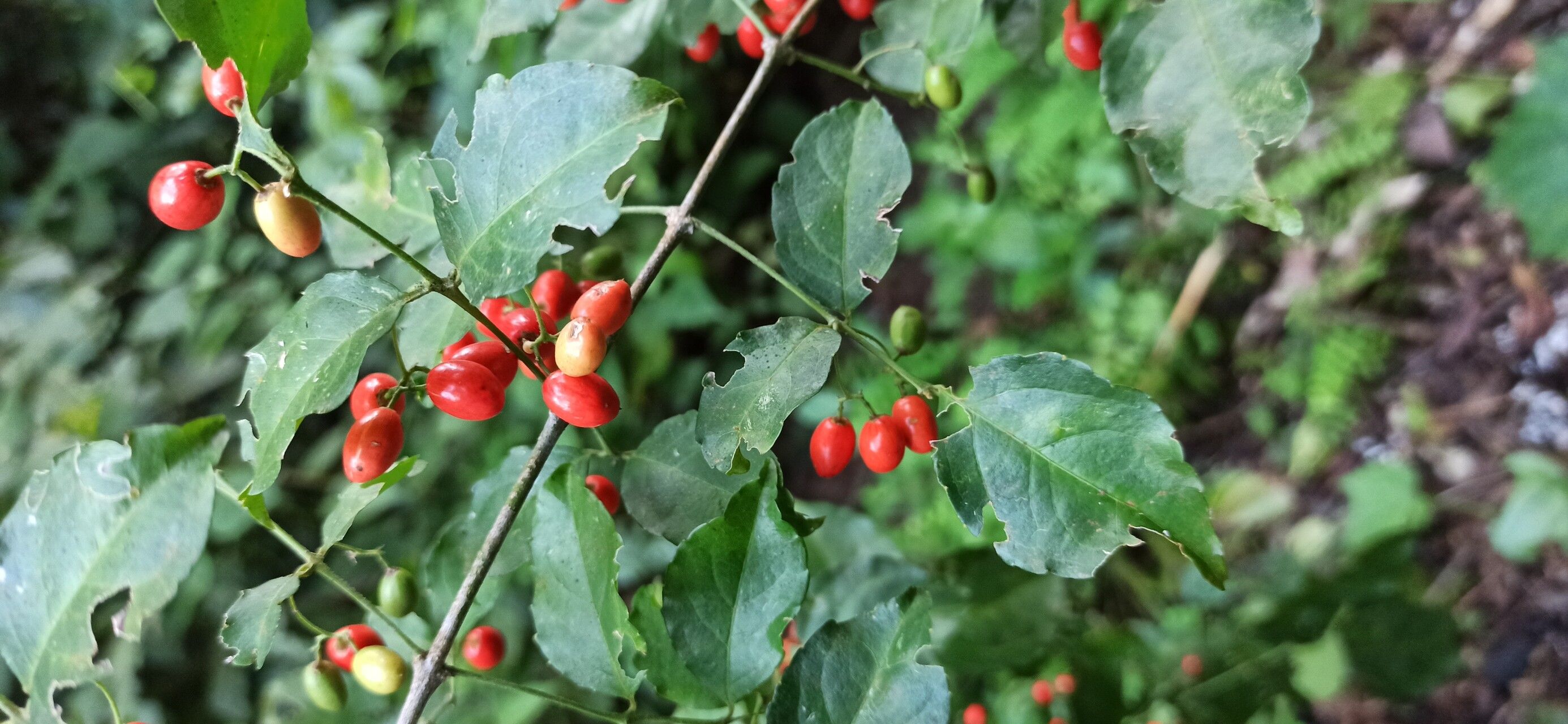 Crossopetalum serrulatum fruit