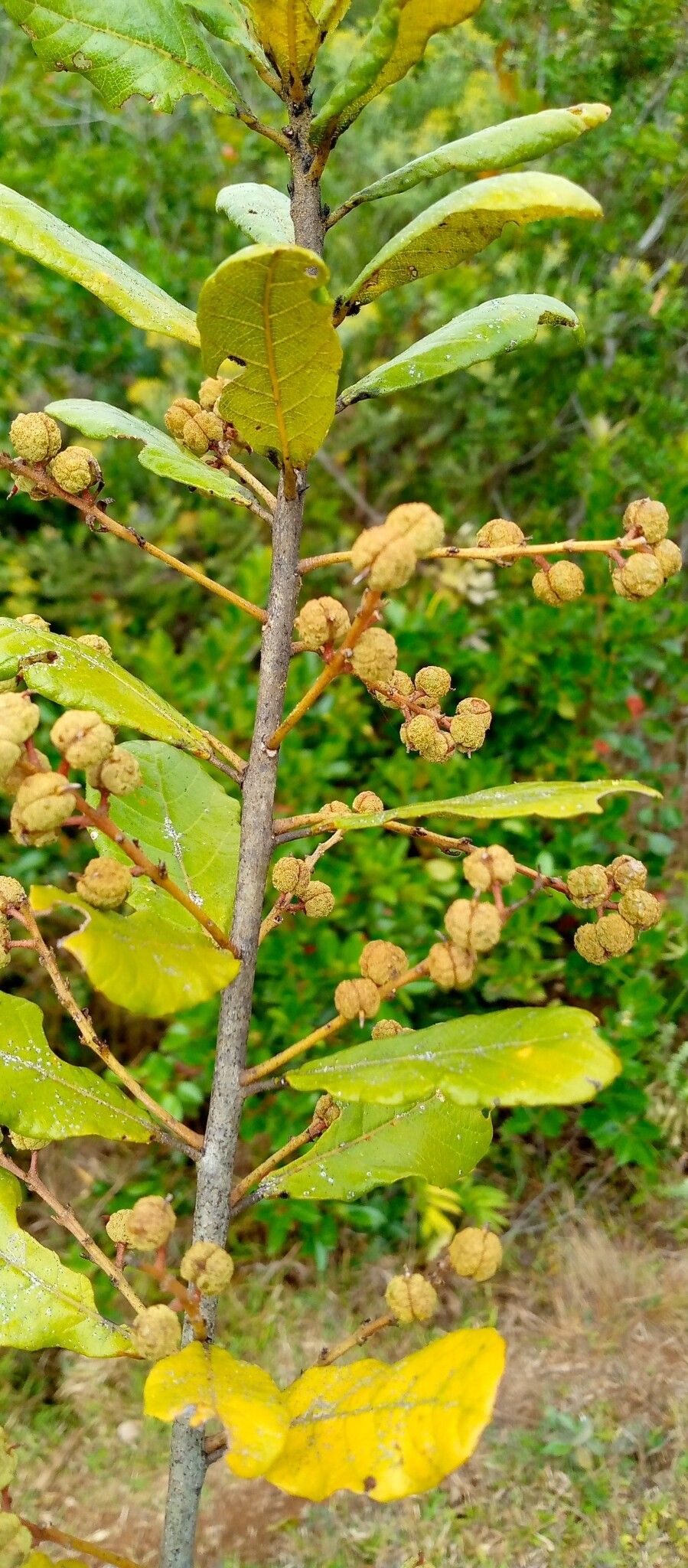 Macaranga myriolepida — houseplant care guide