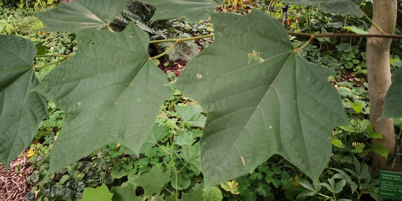 Alangium platanifolium leaf