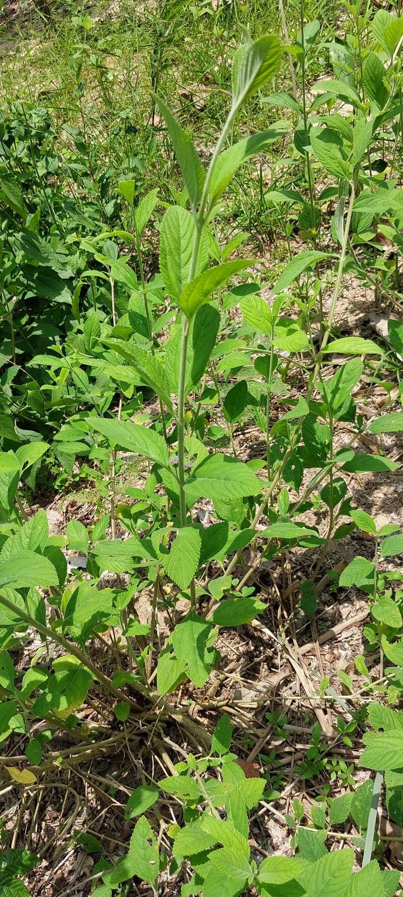Lippia multiflora habit