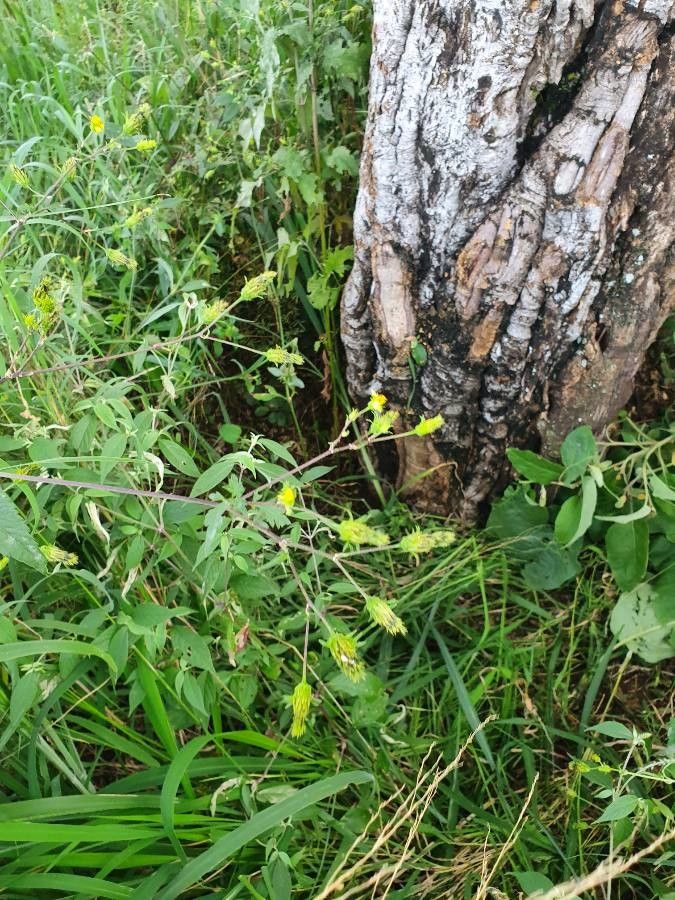 Bidens elgonensis other