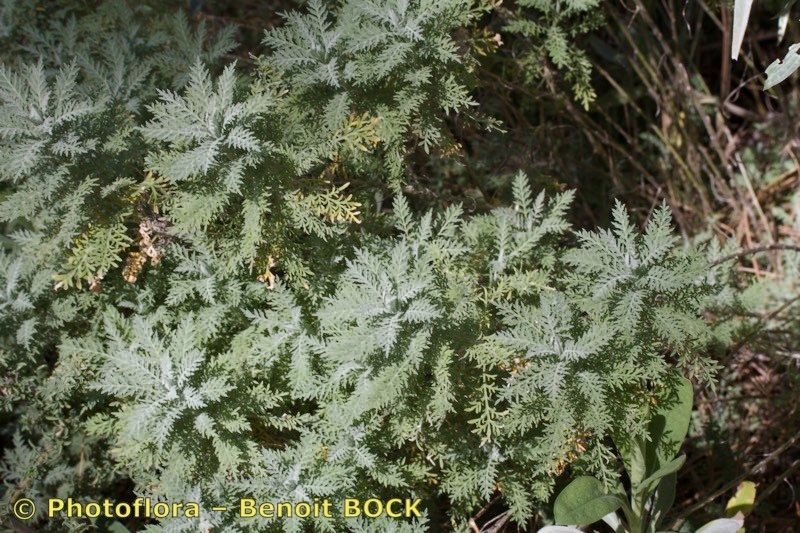 Descurainia lemsii habit