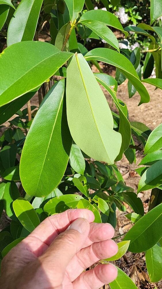 Magnolia conifera leaf
