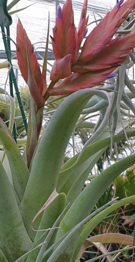 Tillandsia cajamarcensis — houseplant care guide