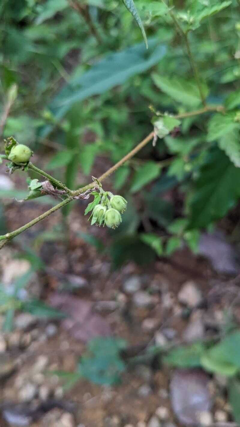 Croton trinitatis fruit