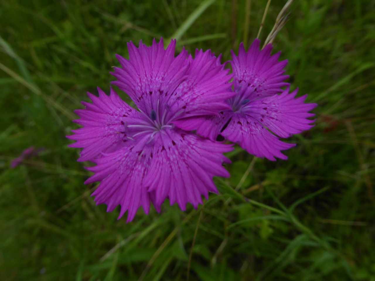 Dianthus geminiflorus flower
