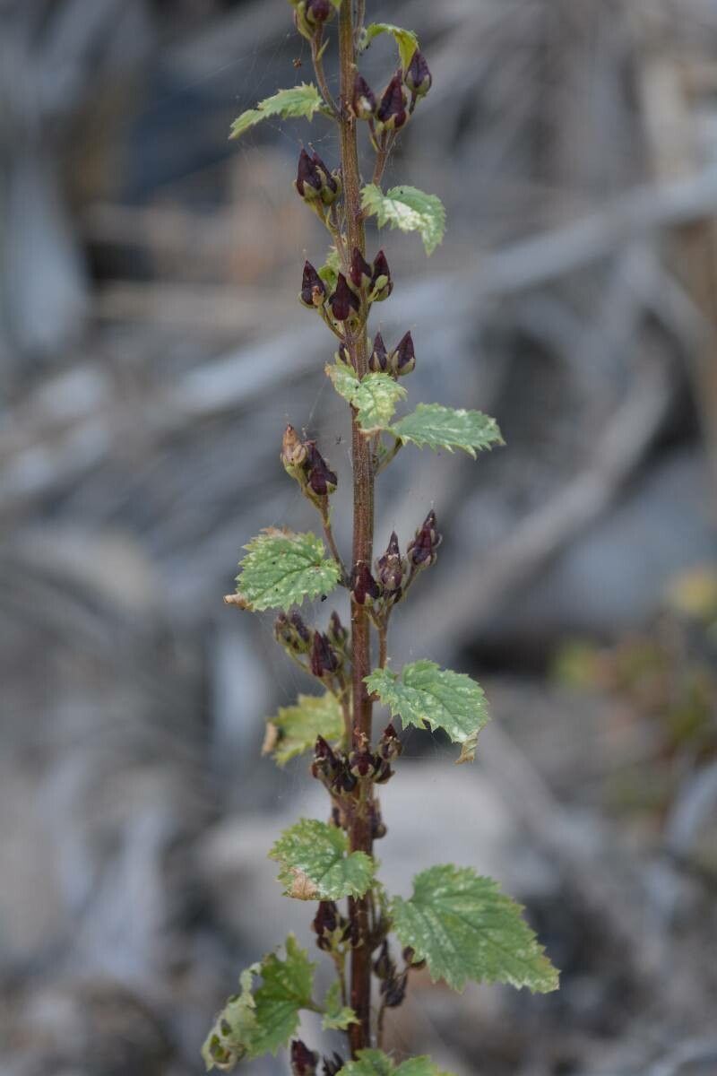 Scrophularia arguta fruit