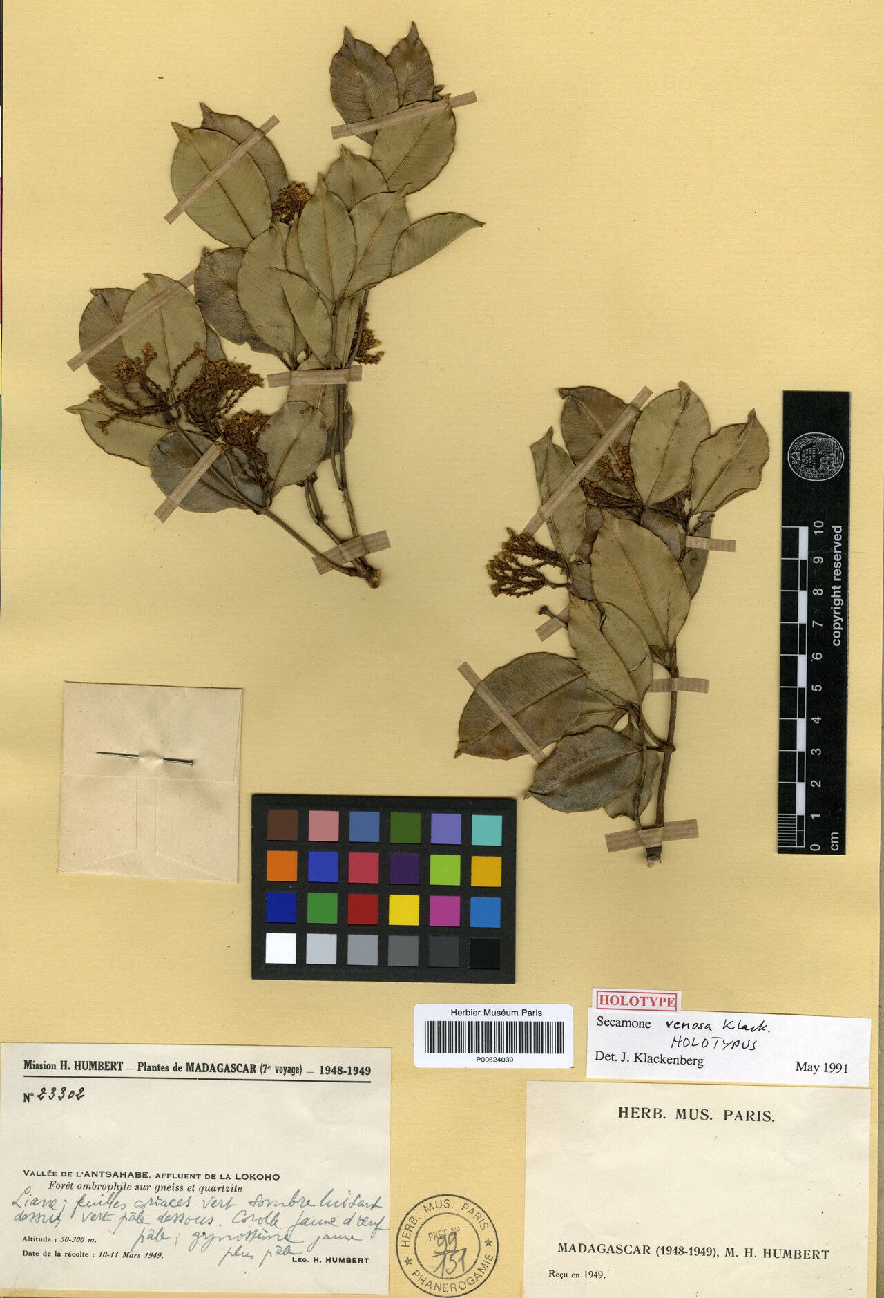 Secamone venosa — houseplant care guide