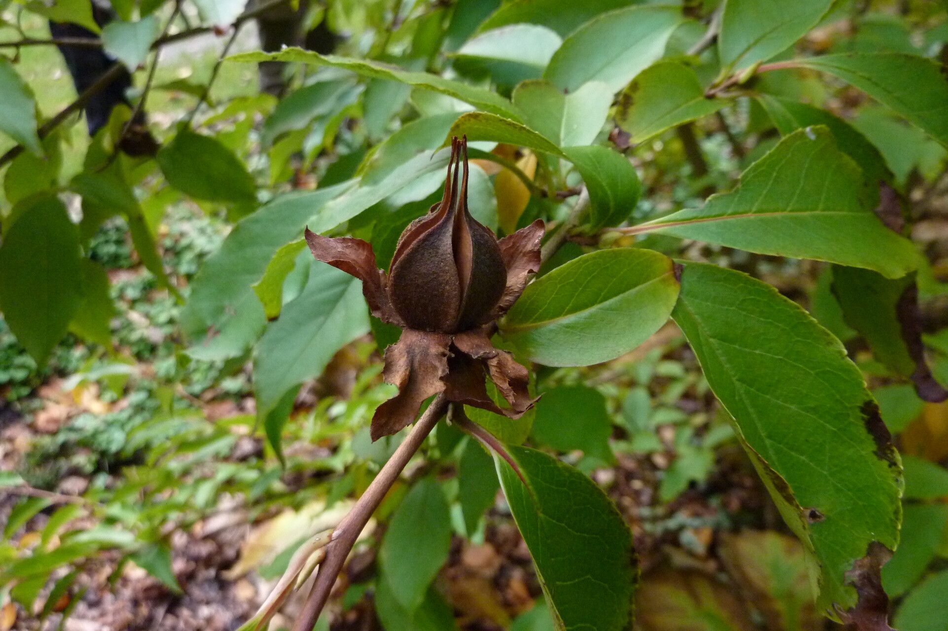 Stewartia serrata fruit