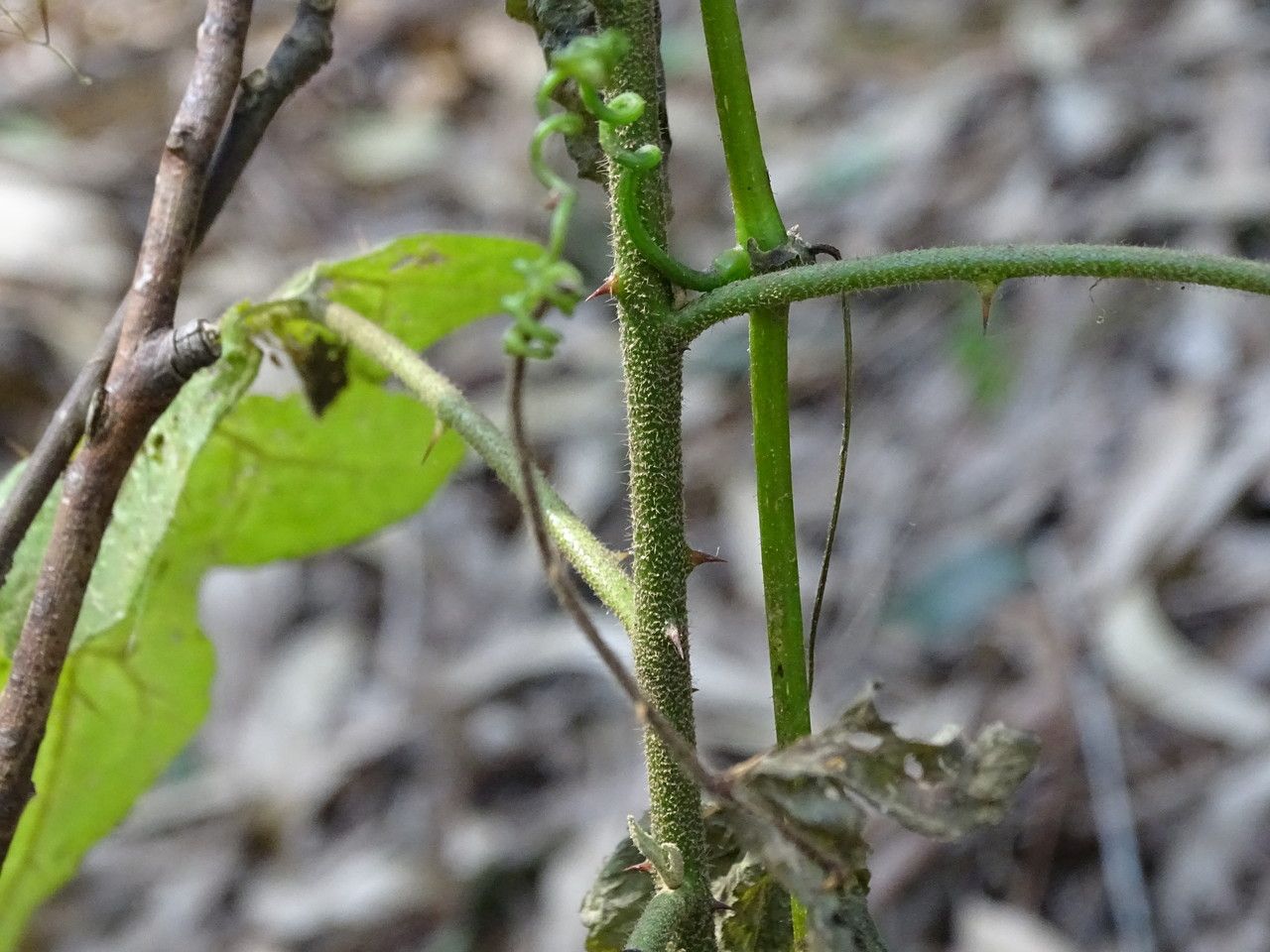Solanum aculeastrum bark